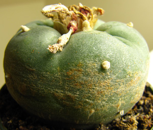 L.Diffusa var. fricii damaged by Red Spider Mites